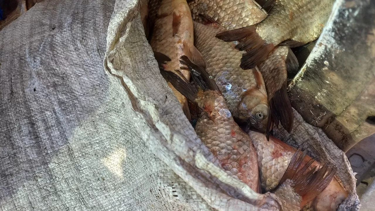Экибастузские рыбаки не смогли дождаться окончания запрета на ловлю, выудив 120 кг рыбы