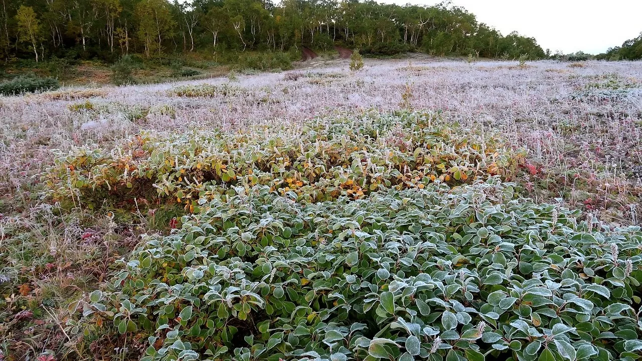 Где в Казахстане могут быть заморозки?