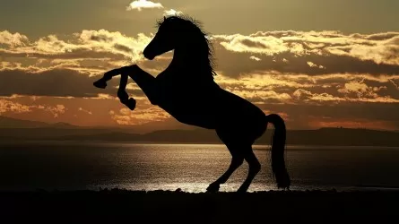 Мажилис РК одобрил законопроект о сохранении казахской спортивной породы лошадей 