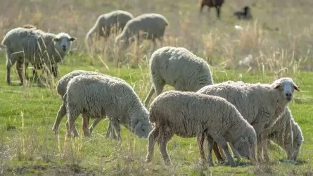 Палат много, а результата нет: депутаты призвали МСХ навести порядок в овцеводстве