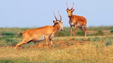 Больше пяти лет браконьеры не беспокоят павлодарскую антилопу