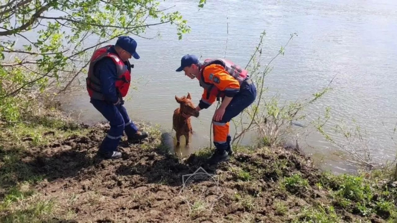 Трех жеребят спасли в ВКО