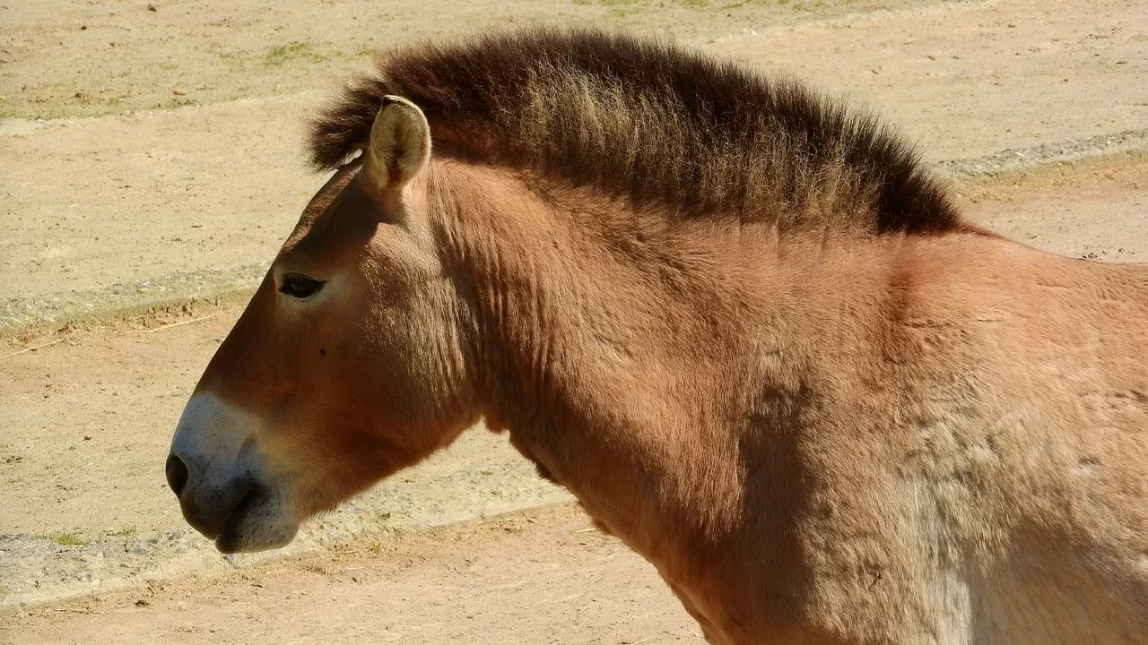 Название лошади Пржевальского официально изменили в Казахстане
