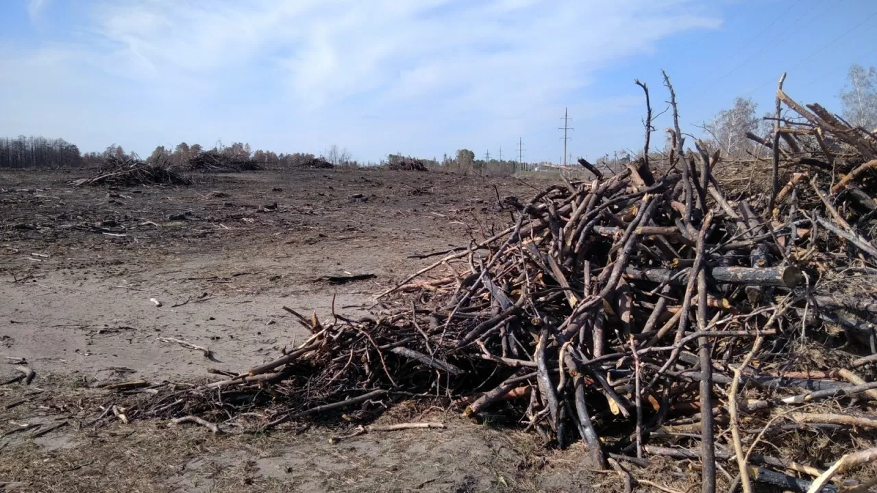 Сколько лет нужно Аулиекольскому лесу на восстановление после крупного пожара?