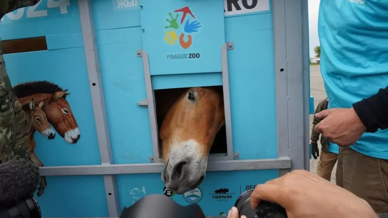 Оралманы: лошадей Пржевальского встретили чиновники в Костанайской области