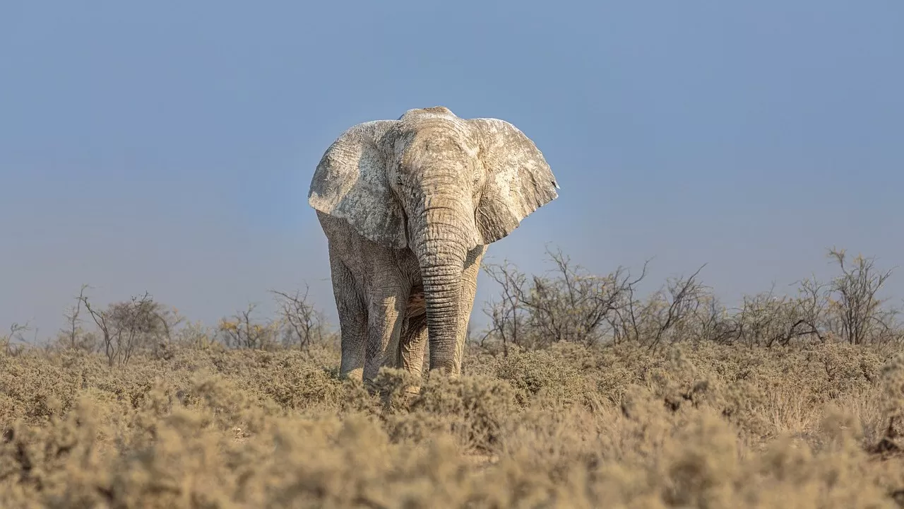 Слон затоптал 64-летнюю туристку в Замбии 