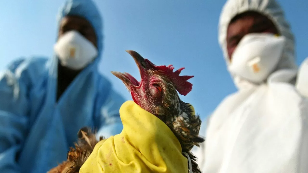 Минздрав не фиксировал случаи птичьего гриппа в Казахстане