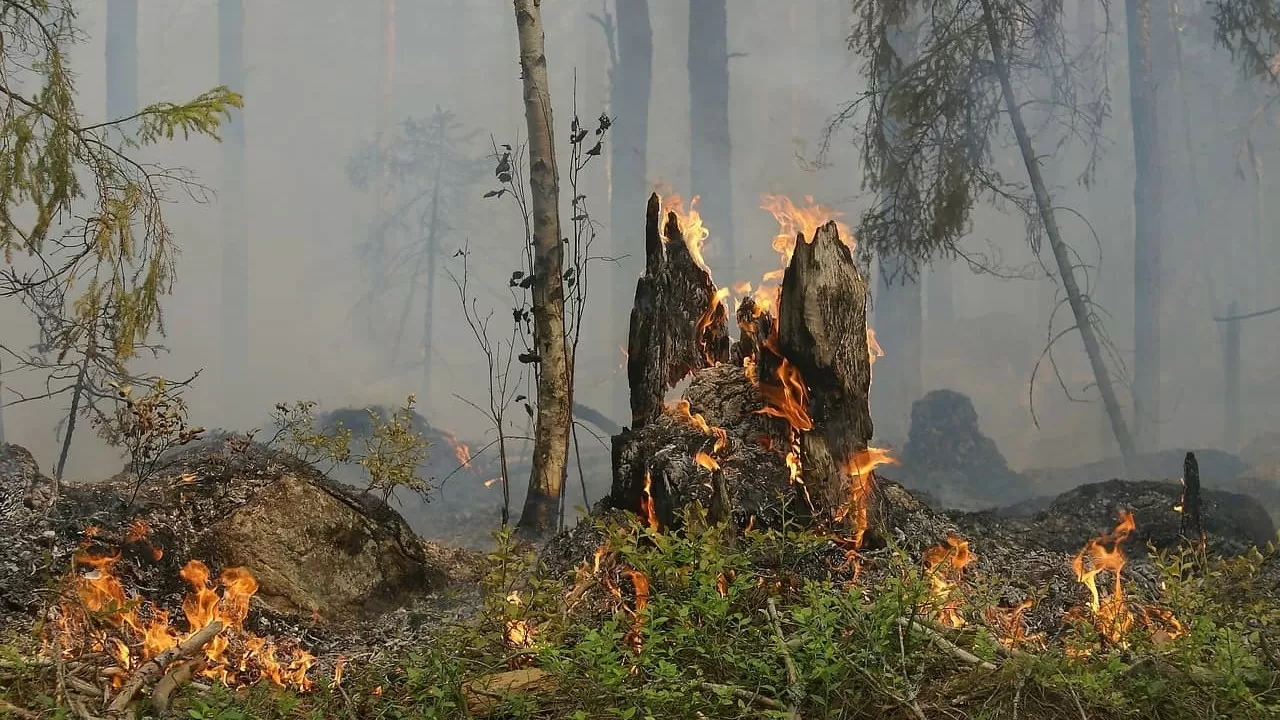 Турция в огне: лесные пожары охватили три провинции