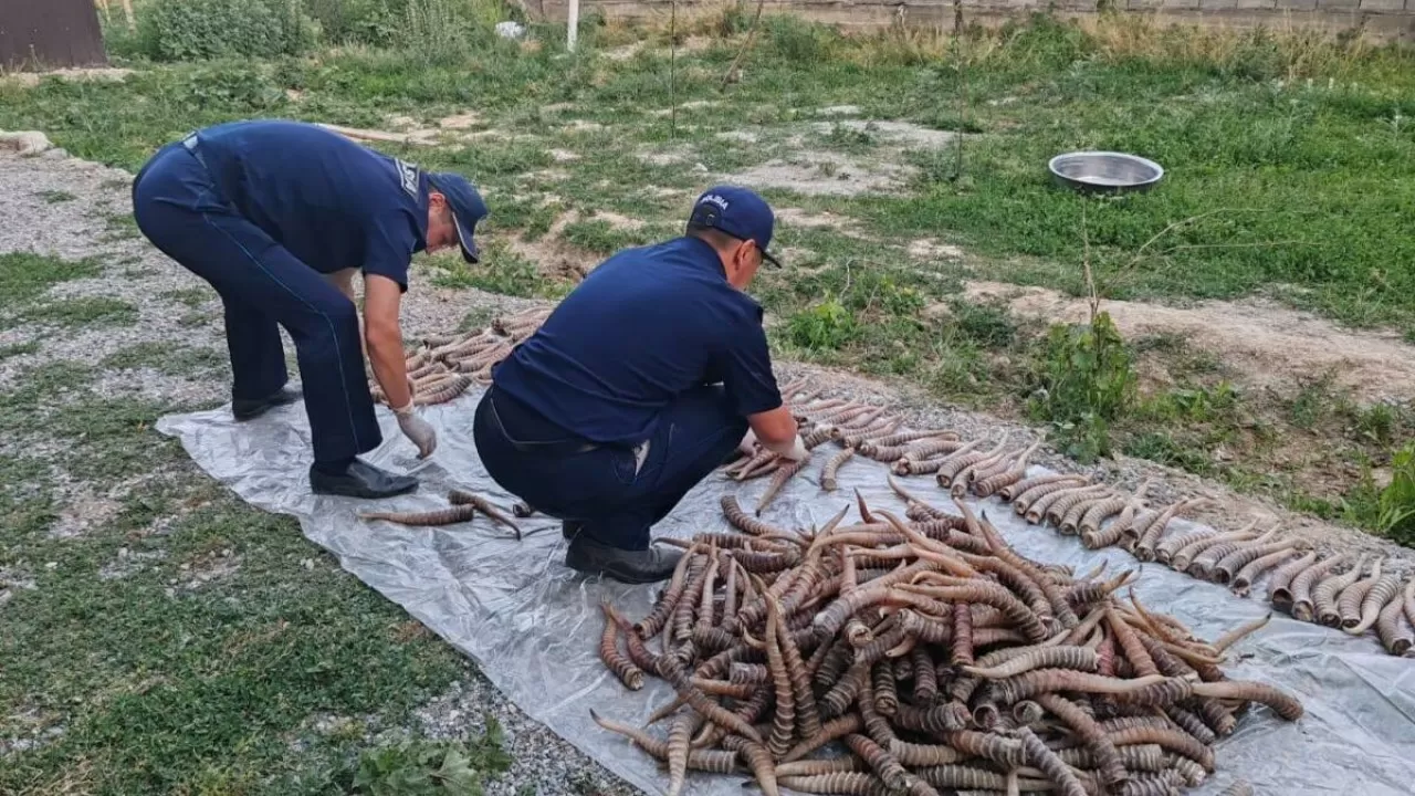 Огромное количество рогов сайгаков хранил на чердаке житель Жетысуской области  