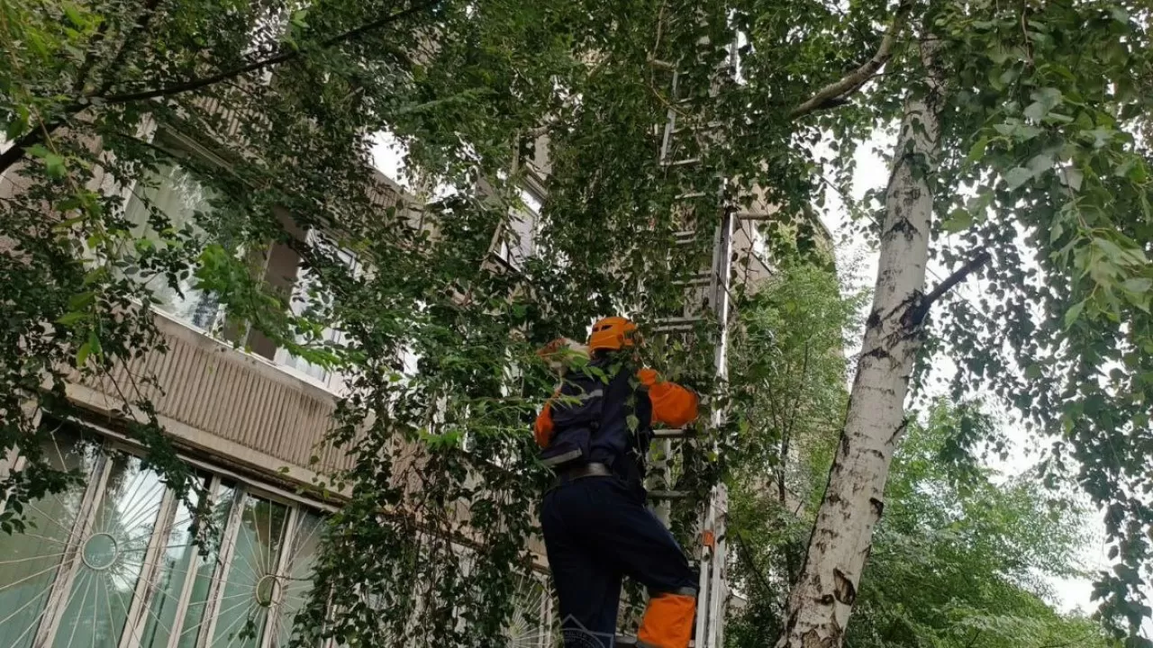 Милое спасение попало на видео в Усть-Каменогорске