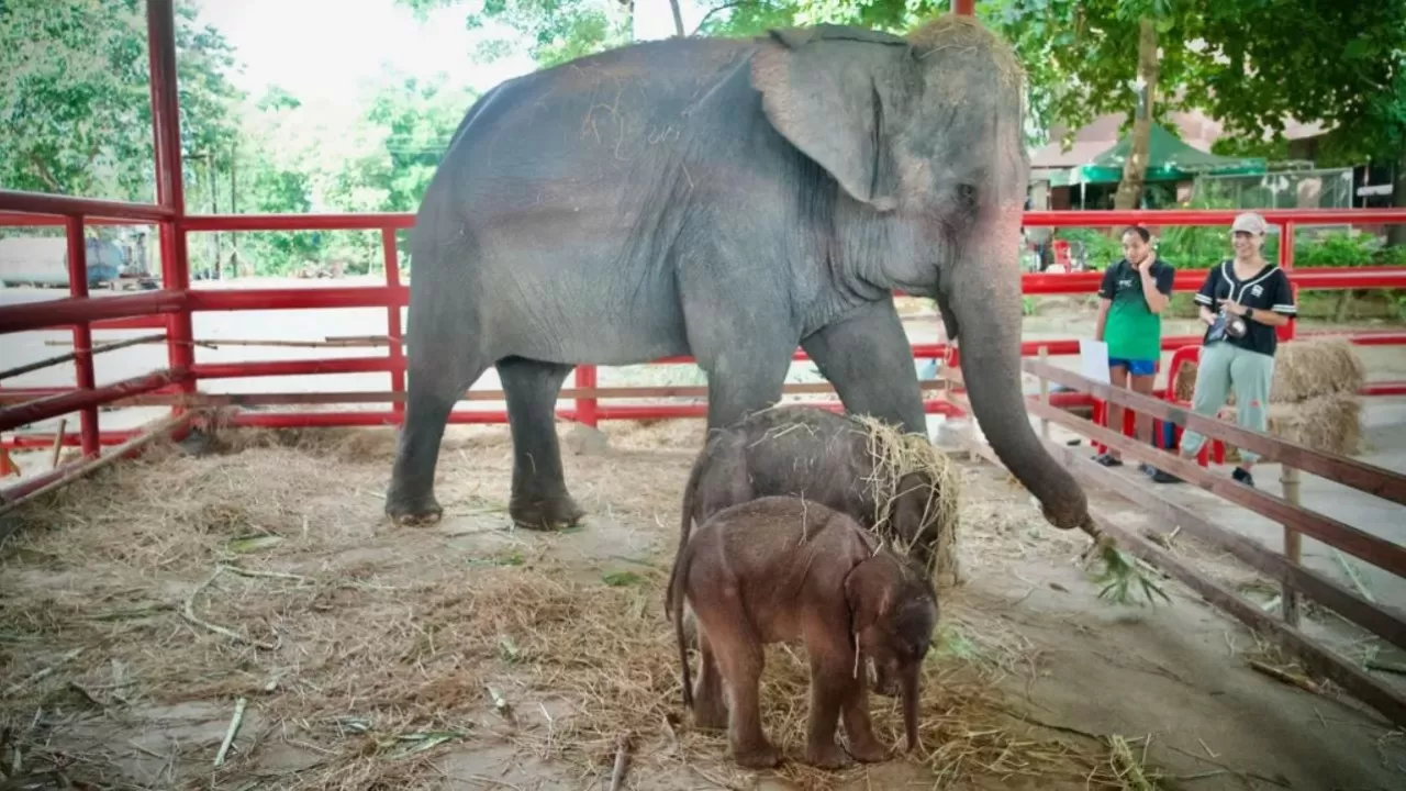 В Таиланде родились редкие слоны-близнецы