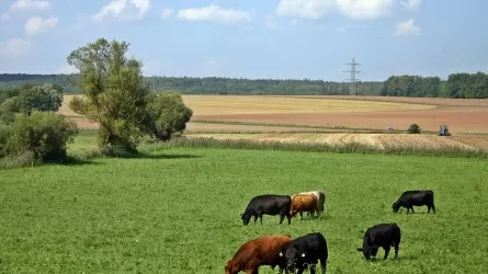 Как возвращают земли государству в Жамбылской области? 