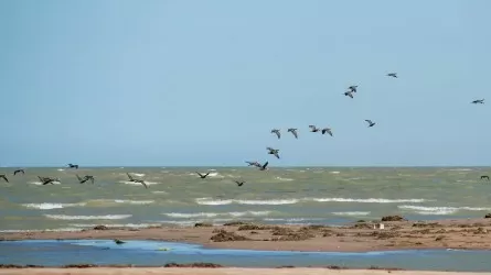 В Абайской области женщину унесло течением на пляже