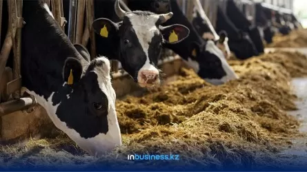 В Костанайской области возникли проблемы со строительством молочно-товарных ферм 