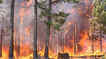 Отқа оранған орманды тазалау үшін әлі 5 жылдай уақыт қажет