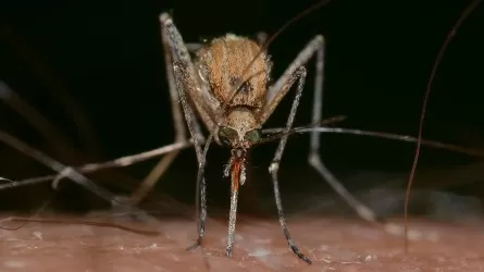 Акимат Костаная наконец-то выделит деньги на комаров 