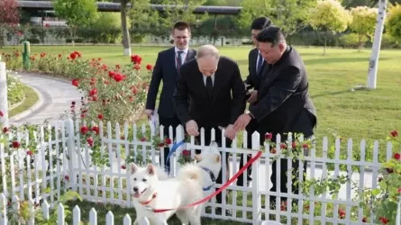 Глава КНДР подарил Путину щенков редкой охотничьей породы