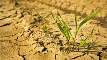 В каких регионах Казахстана ожидается засуха?