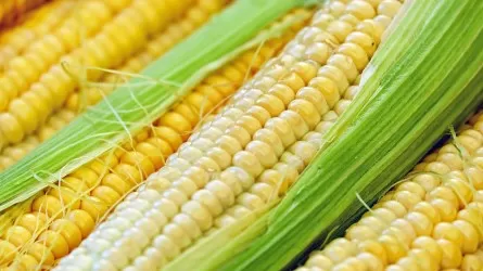 Построить новый завод по переработке кукурузы на территории СЭЗ «Хоргос» предложил депутат 