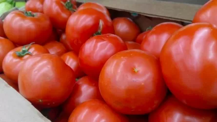 Почти 30 тонн зараженных томатов не пустили в Казахстан