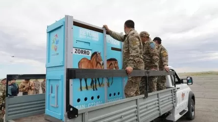 Пржевальский жылқылары тарихи мекені – Қостанай өңіріне оралды