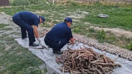 Огромное количество рогов сайгаков хранил на чердаке житель Жетысуской области  