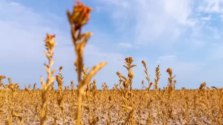 Казахстану угрожает засуха