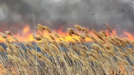 С вертолетов с трудом потушили пожар в Иле-Балхашском резервате