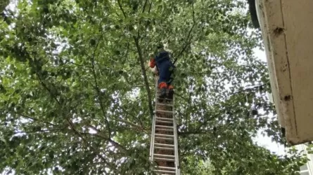 Милое спасение попало на видео в Астане