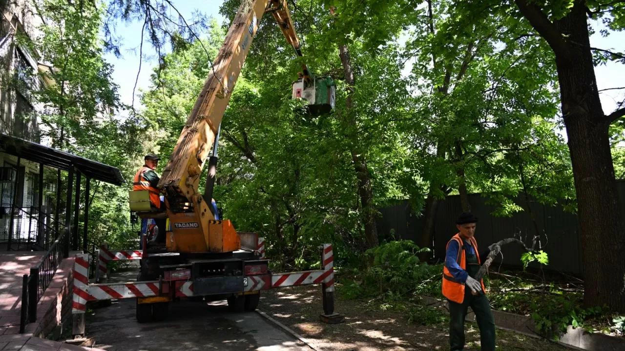 Санобрезку тысяч деревьев собираются провести в Алматы