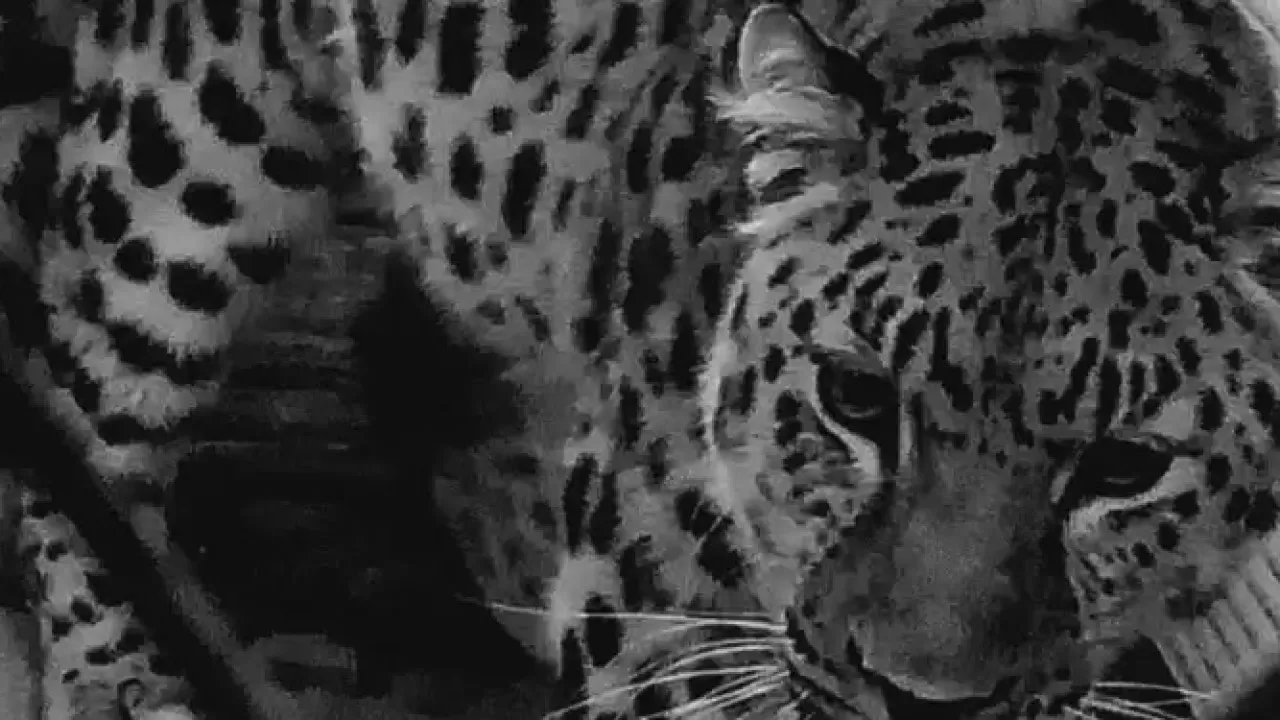 12-летний леопард умер в биоцентре Семея 