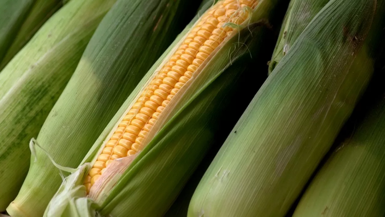 150 млн долларов планирует вложить китайская компания в переработку кукурузы в Казахстане