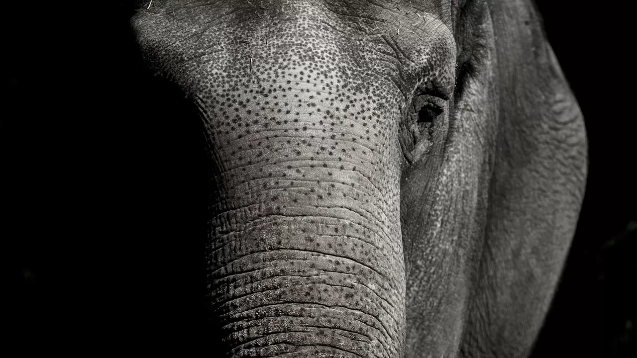 Турист погиб под ногами слона в Африке