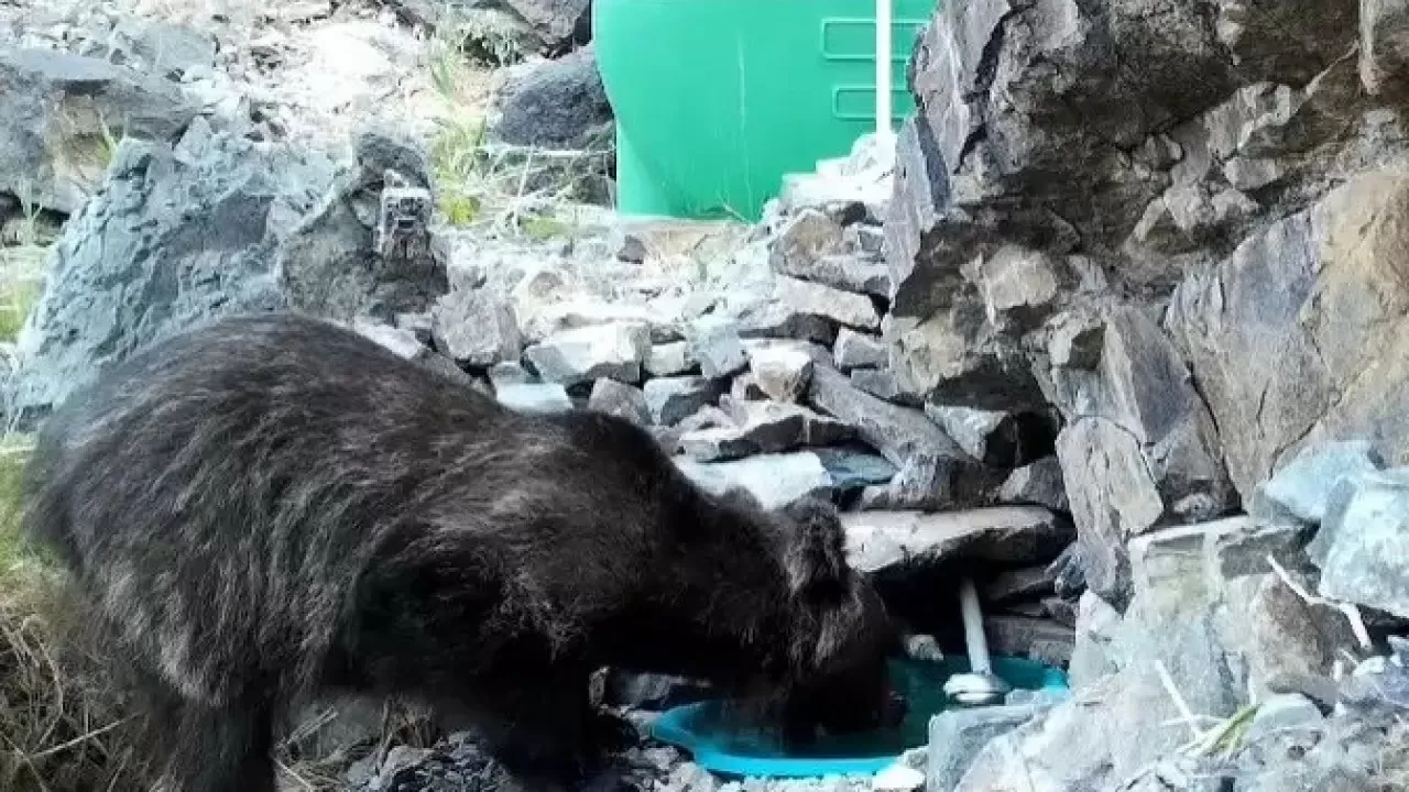 В нацпарке "Алтын-Эмель" в фотоловушку попал краснокнижный медведь