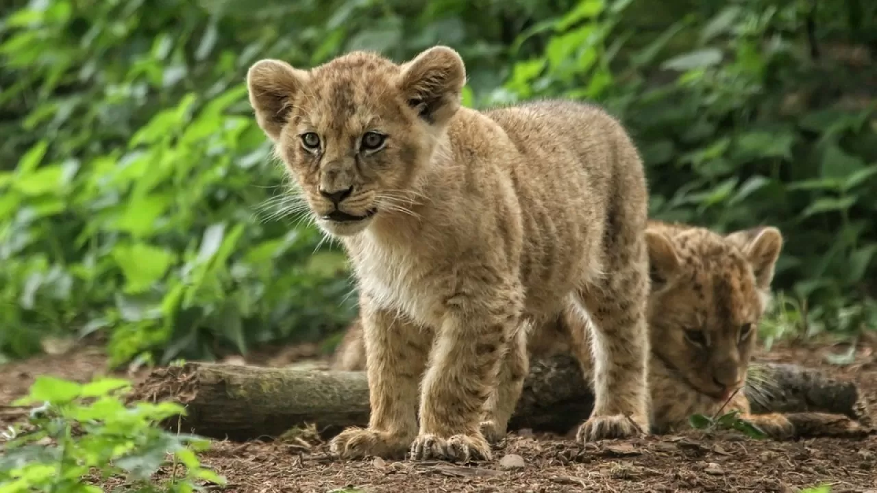 Попытка украсть львят из зоопарка Караганды тянет на уголовный срок