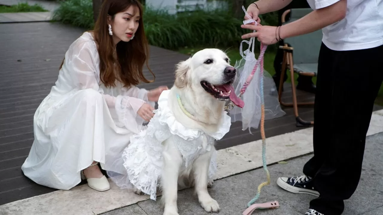 В Китае стало модно торжественно справлять собачьи свадьбы