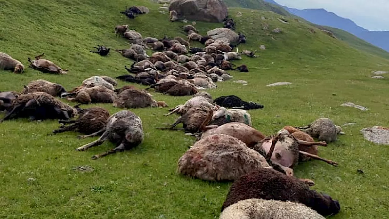 Молния убила 250 овец в Кыргызстане 