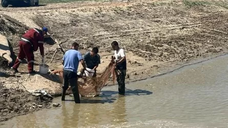 Из канала Сары-озек продолжают спасать рыбу