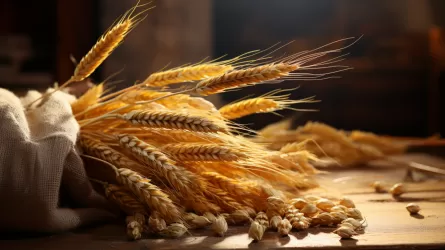 Kazakhstan becomes one of world leaders in wheat harvesting