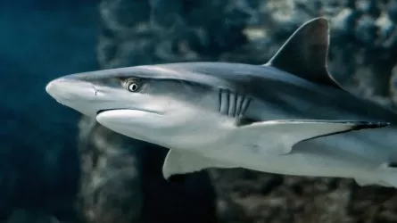Шокирующее открытие: акулы у берегов Бразилии были с высоким содержанием кокаина 