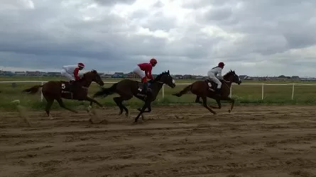 Единственную казахстанскую верховую породу лошадей пытаются спасти от деградации