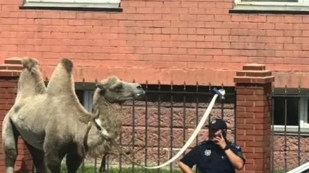 Гуляющего по улицам верблюда задержали в Павлодаре 