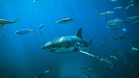 Глобальное потепление угрожает численности акул в мире 
