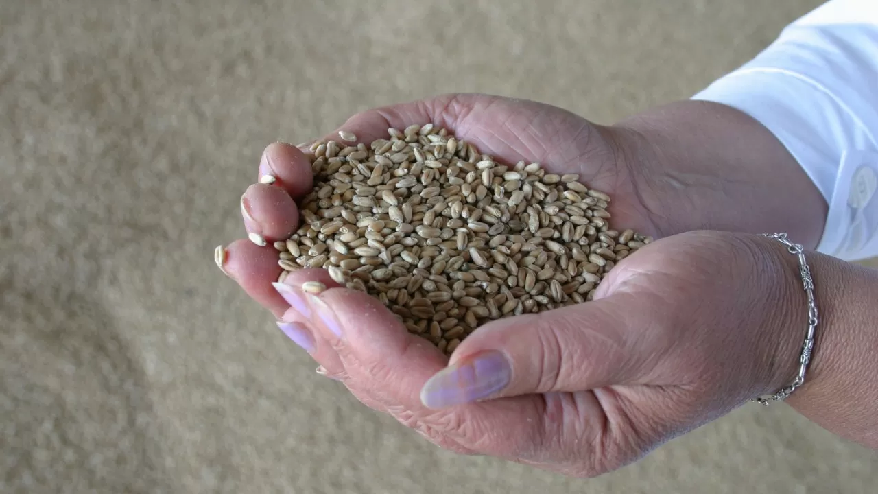 "Серый" импорт российского зерна выявили в СКО 