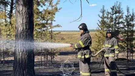 Абай облысында тағы да орман өртенді