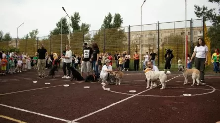 День бездомных собак отметили в Павлодаре выставкой