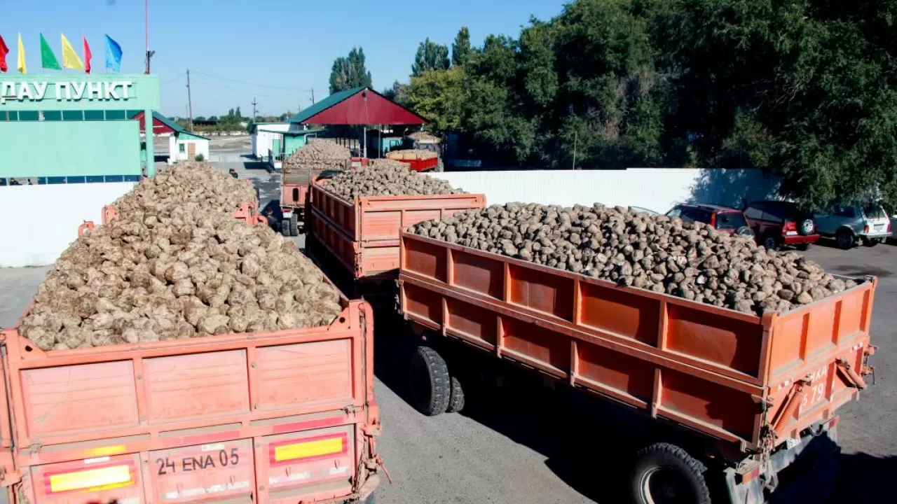 Почти 100 тысяч тонн сахара  намерены произвести в Жетысуской области