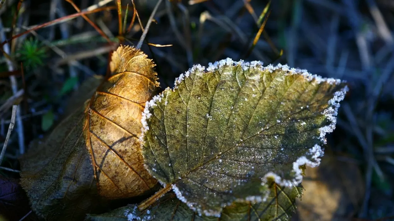 6 қыркүйек күні бірнеше өңірде үсік жүреді 