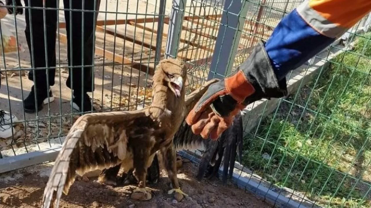 Охотник за курами нашел пристанище в карагандинском зоопарке 