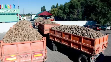 Почти 100 тысяч тонн сахара  намерены произвести в Жетысуской области